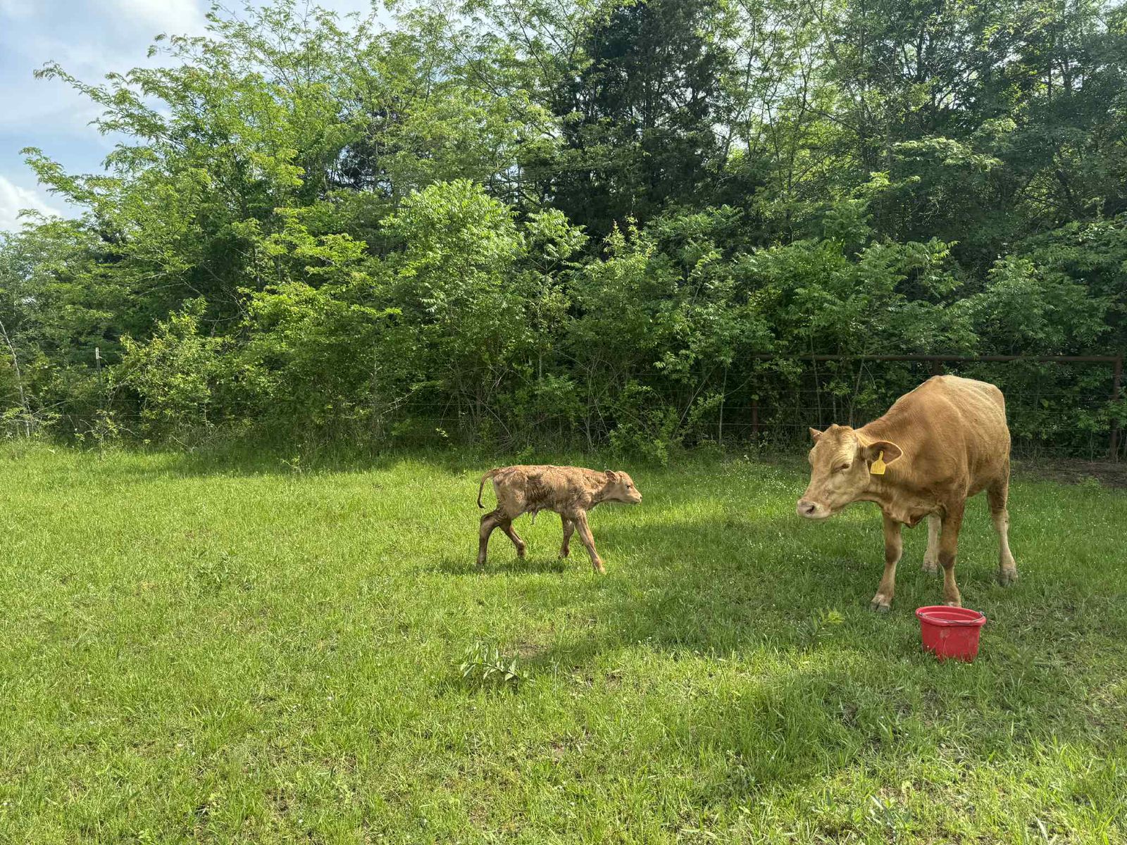 Ranch cattle