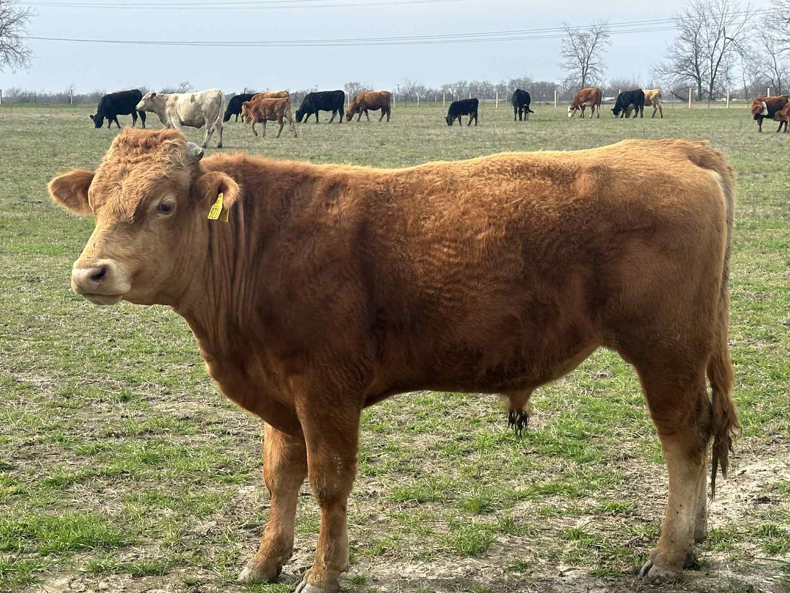 Ranch pasture