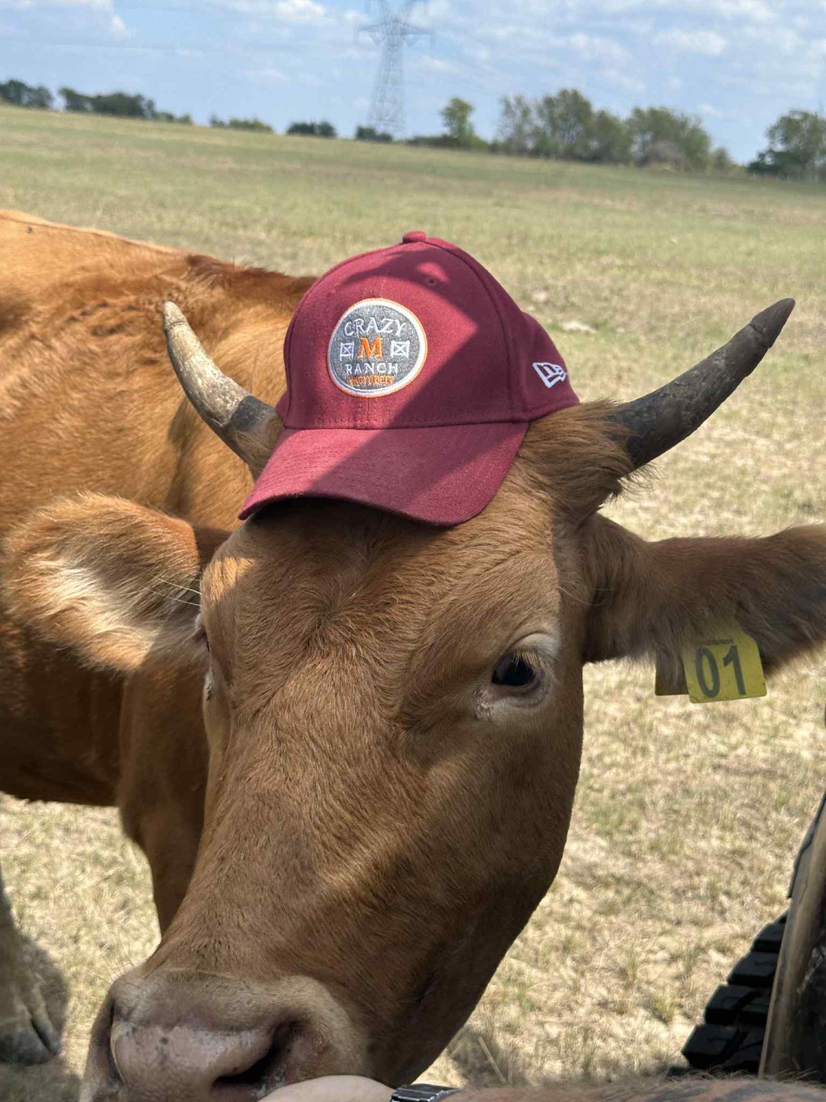 Ranch cattle grazing