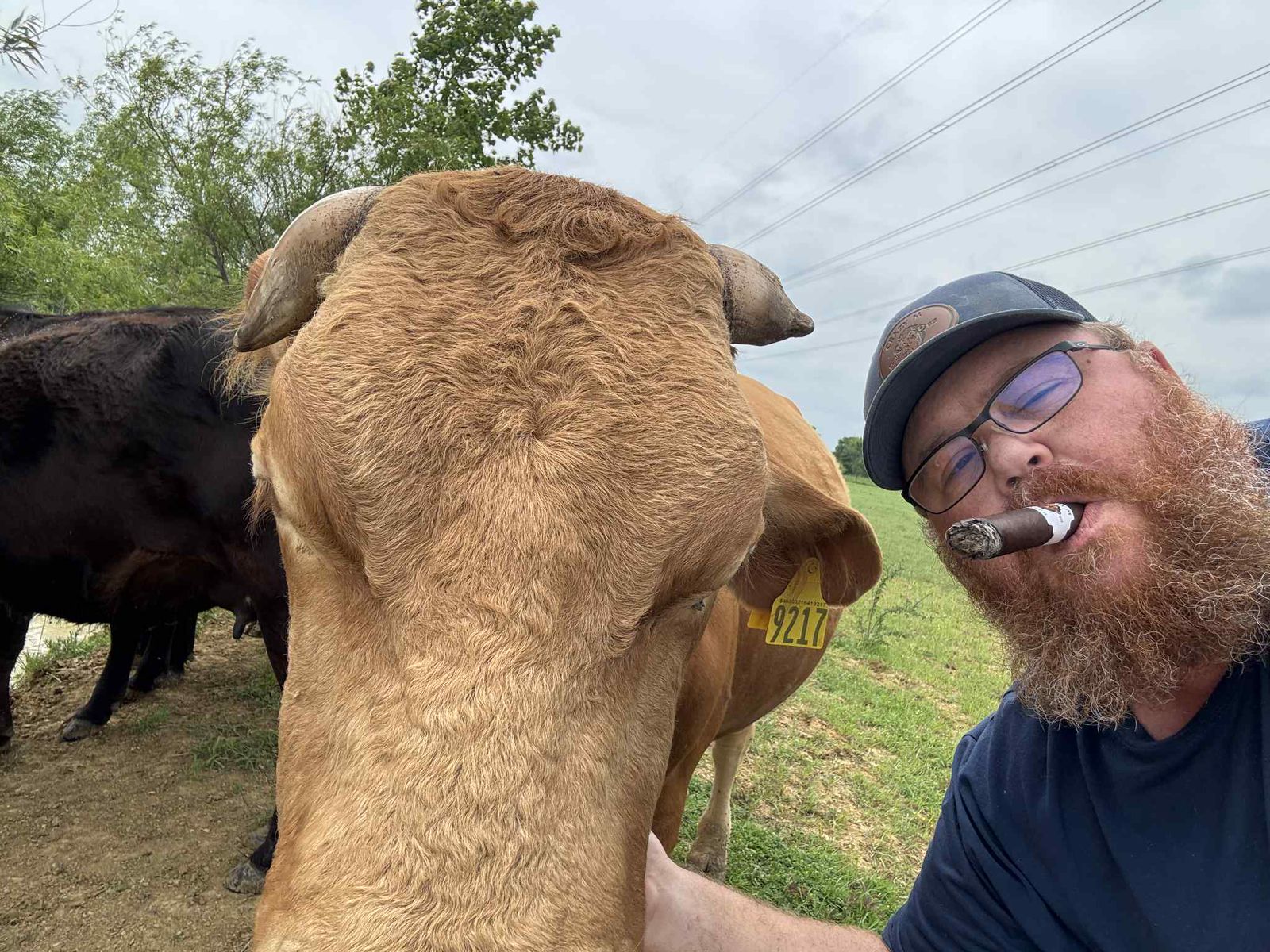 Rancher with cow